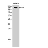 Western Blot - Anti-eNOS Antibody (B7071) - Antibodies.com
