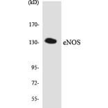 Western Blot - Anti-eNOS Antibody (R12-2751) - Antibodies.com