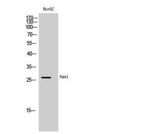 Western Blot - Anti-EMX1 Antibody (C16276) - Antibodies.com