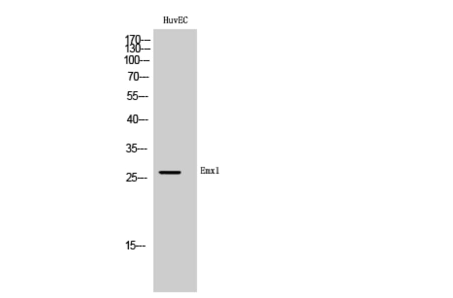 Western Blot - Anti-EMX1 Antibody (C16276) - Antibodies.com