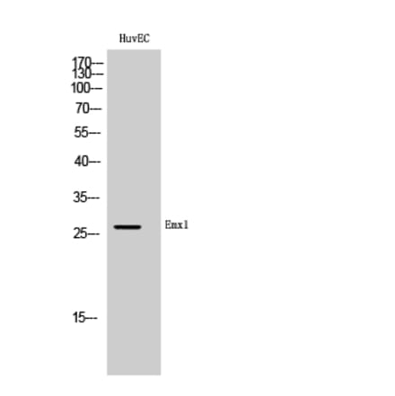 Western Blot - Anti-EMX1 Antibody (C16276) - Antibodies.com