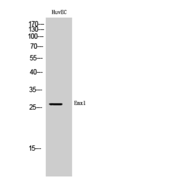 Western Blot - Anti-EMX1 Antibody (C16276) - Antibodies.com