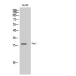 Western Blot - Anti-EMX1 Antibody (C16276) - Antibodies.com