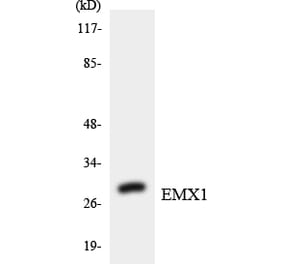 Western Blot - Anti-EMX1 Antibody (R12-2749) - Antibodies.com
