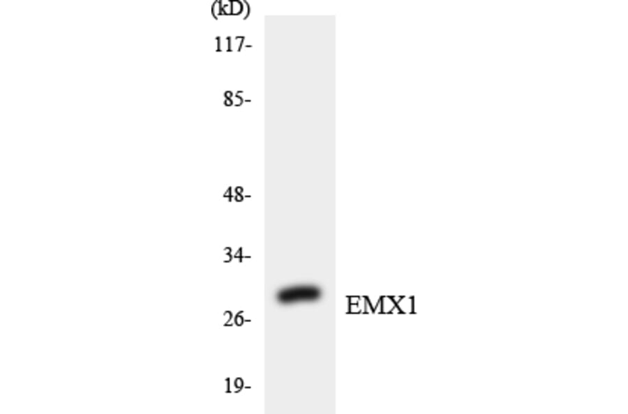 Western Blot - Anti-EMX1 Antibody (R12-2749) - Antibodies.com