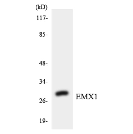 Western Blot - Anti-EMX1 Antibody (R12-2749) - Antibodies.com