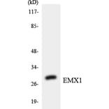 Western Blot - Anti-EMX1 Antibody (R12-2749) - Antibodies.com