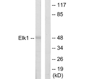 Western Blot - Anti-Elk1 Antibody (C10425) - Antibodies.com