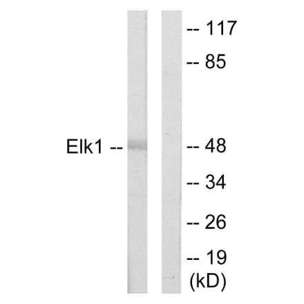 Western Blot - Anti-Elk1 Antibody (C10425) - Antibodies.com