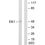 Western Blot - Anti-Elk1 Antibody (C10425) - Antibodies.com