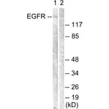 Western Blot - Anti-EGFR Antibody (B0912) - Antibodies.com