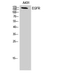 Western Blot - Anti-EGFR Antibody (B7064) - Antibodies.com