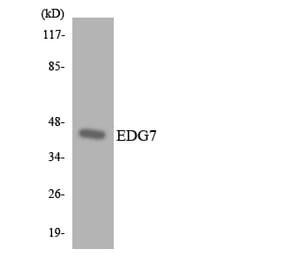 Western Blot - Anti-EDG7 Antibody (R12-2728) - Antibodies.com