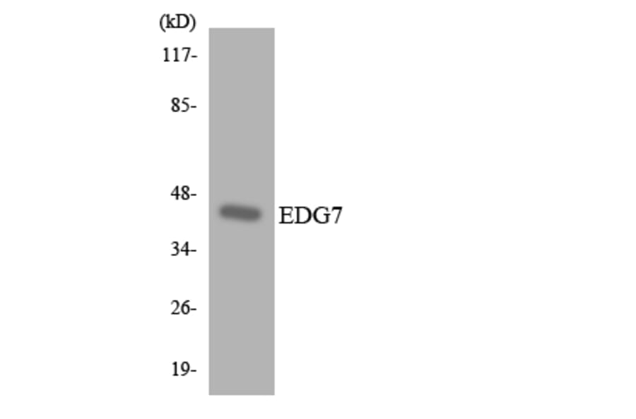 Western Blot - Anti-EDG7 Antibody (R12-2728) - Antibodies.com