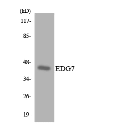 Western Blot - Anti-EDG7 Antibody (R12-2728) - Antibodies.com