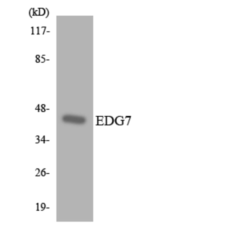 Western Blot - Anti-EDG7 Antibody (R12-2728) - Antibodies.com