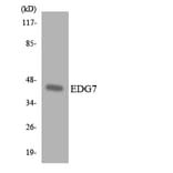 Western Blot - Anti-EDG7 Antibody (R12-2728) - Antibodies.com