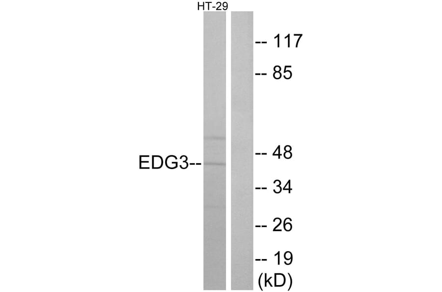 Western Blot - Anti-EDG3 Antibody (G235) - Antibodies.com