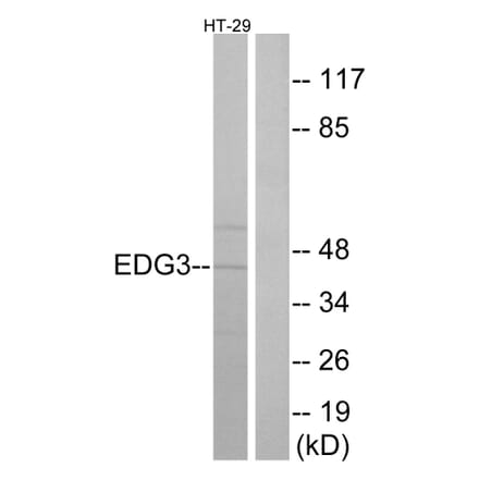 Western Blot - Anti-EDG3 Antibody (G235) - Antibodies.com