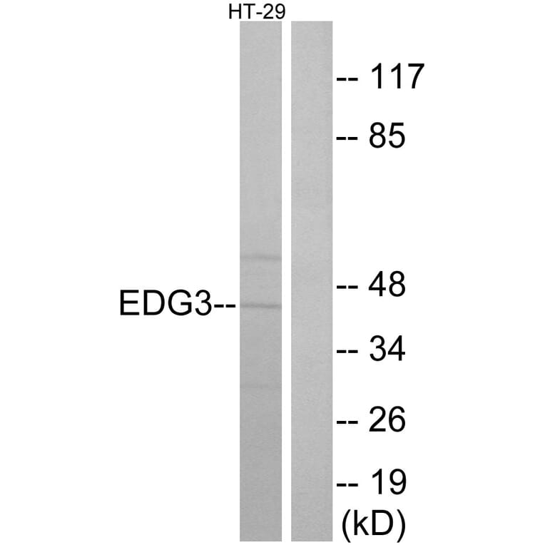 Western Blot - Anti-EDG3 Antibody (G235) - Antibodies.com