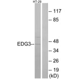 Western Blot - Anti-EDG3 Antibody (G235) - Antibodies.com