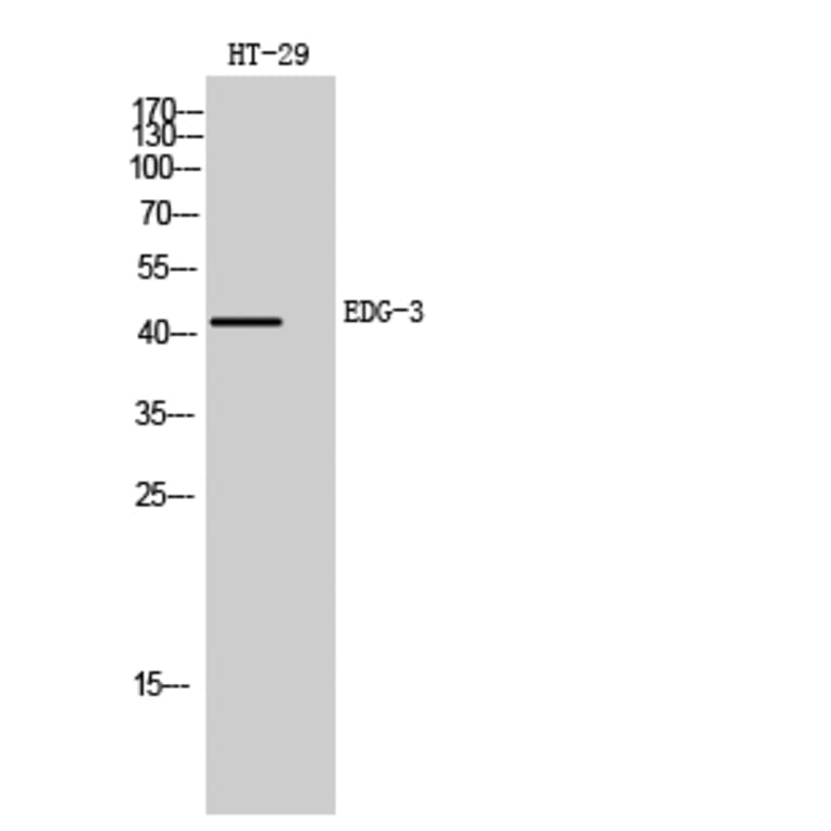 Western Blot - Anti-EDG3 Antibody (G235) - Antibodies.com