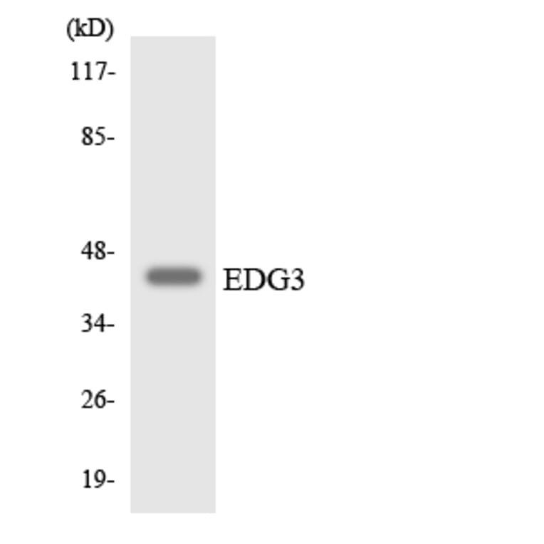 Western Blot - Anti-EDG3 Antibody (R12-2722) - Antibodies.com