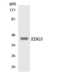 Western Blot - Anti-EDG3 Antibody (R12-2722) - Antibodies.com