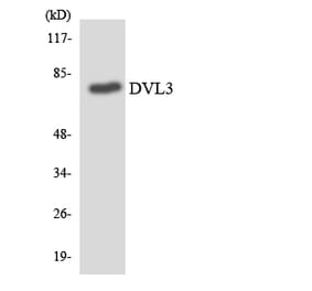 Western Blot - Anti-DVL3 Antibody (R12-2717) - Antibodies.com