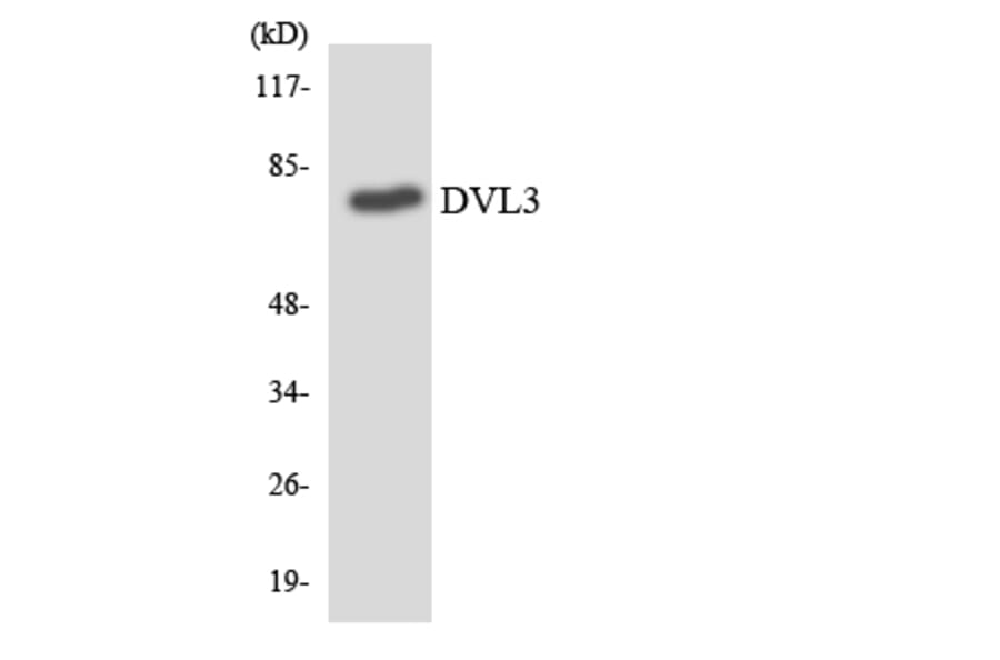 Western Blot - Anti-DVL3 Antibody (R12-2717) - Antibodies.com