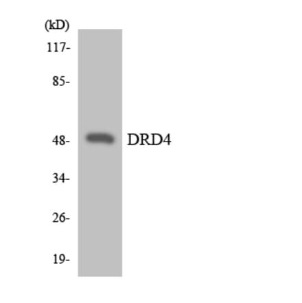 Western Blot - Anti-DRD4 Antibody (R12-2713) - Antibodies.com