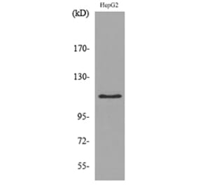 Western Blot - Anti-DPYD Antibody (C30284) - Antibodies.com