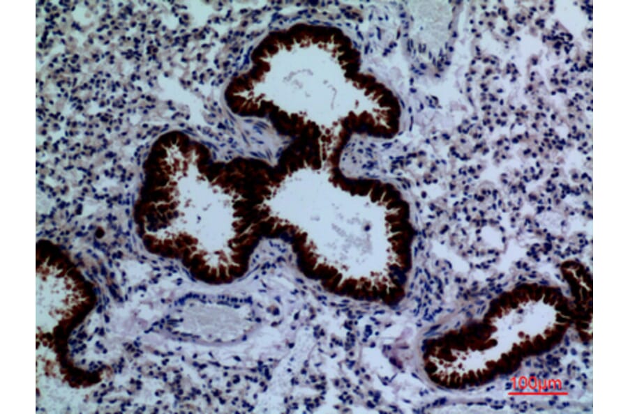 Immunohistochemistry - Anti-DPYD Antibody (C30284) - Antibodies.com