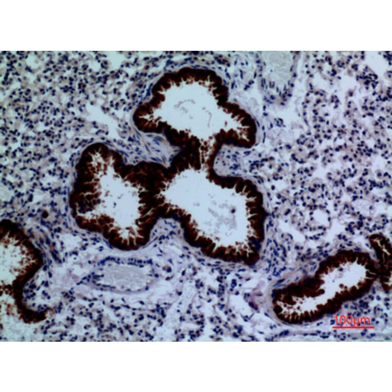 Immunohistochemistry - Anti-DPYD Antibody (C30284) - Antibodies.com