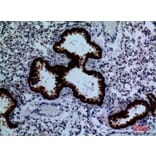 Immunohistochemistry - Anti-DPYD Antibody (C30284) - Antibodies.com