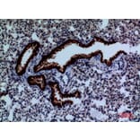 Immunohistochemistry - Anti-DPYD Antibody (C30284) - Antibodies.com