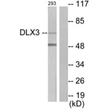 Western Blot - Anti-DLX3 Antibody (C10136) - Antibodies.com