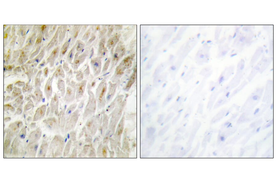 Immunohistochemistry - Anti-DLX3 Antibody (C10136) - Antibodies.com