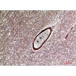 Immunohistochemistry - Anti-DKK1 Antibody (C30180) - Antibodies.com