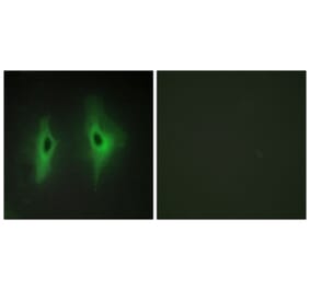 Immunofluorescence - Anti-DGKH Antibody (C11290) - Antibodies.com