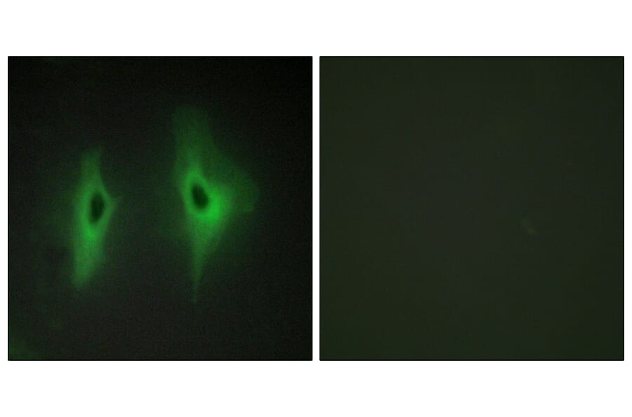 Immunofluorescence - Anti-DGKH Antibody (C11290) - Antibodies.com