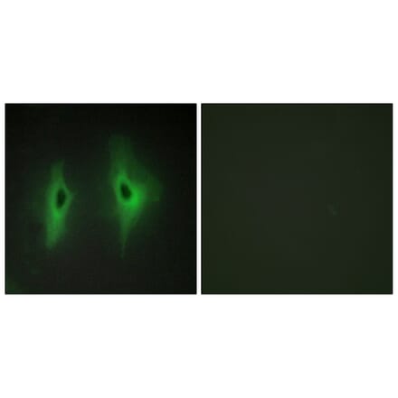 Immunofluorescence - Anti-DGKH Antibody (C11290) - Antibodies.com