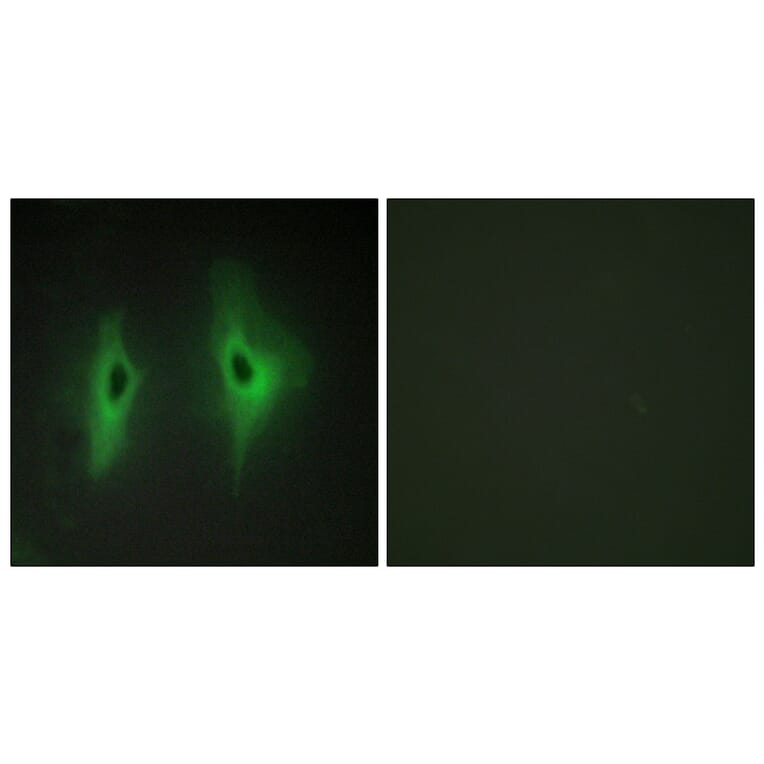 Immunofluorescence - Anti-DGKH Antibody (C11290) - Antibodies.com