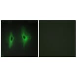 Immunofluorescence - Anti-DGKH Antibody (C11290) - Antibodies.com