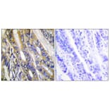 Immunohistochemistry - Anti-DGKH Antibody (C11290) - Antibodies.com