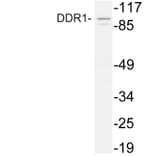 Western Blot - Anti-DDR1 Antibody (R12-2110) - Antibodies.com