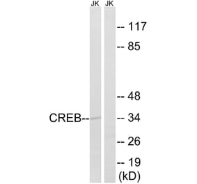 Western Blot - Anti-CREB Antibody (B8021) - Antibodies.com