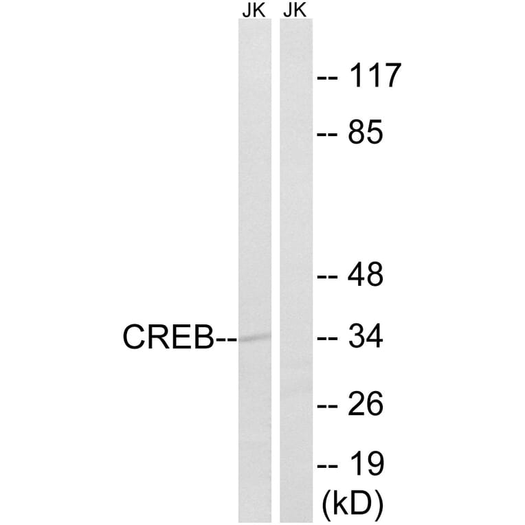 Western Blot - Anti-CREB Antibody (B8021) - Antibodies.com