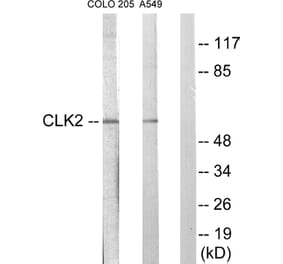 Western Blot - Anti-CLK2 Antibody (C10652) - Antibodies.com