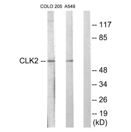 Western Blot - Anti-CLK2 Antibody (C10652) - Antibodies.com